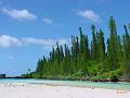 île de pins (1)